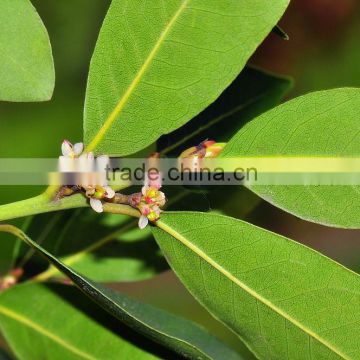 100 pure and natural Laurel essential oil