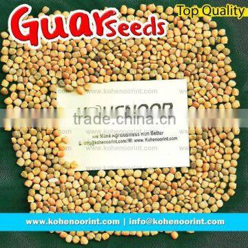 Guar Seeds