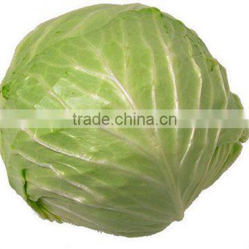 White Cabbage Supplier Maldives / Dubai / UAE / Kuwait