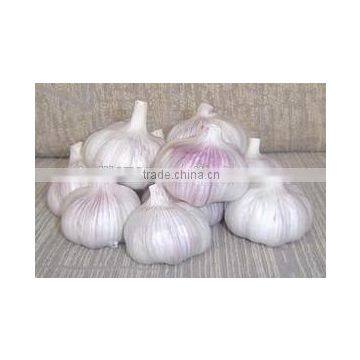 Natural Fresh white garlic wholesales