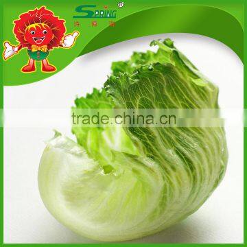 round luttuce premium lettuce iceberg luttuce