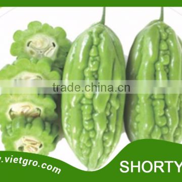 High Yield F1 Hybrid Bitter Gourd SHORTY 01