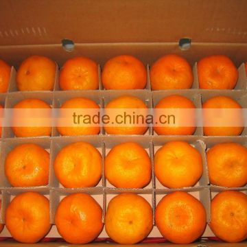 Mandarin Orange Colored Fruits