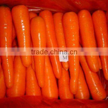 Fresh Carrot/Red Carrot/Chinese Carrot