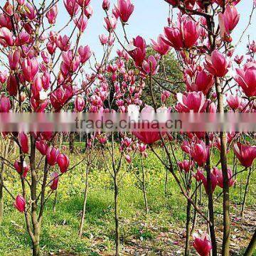 High Purity Lily Magnolia Seeds Mulan Tree Seeds For Growing photo-4