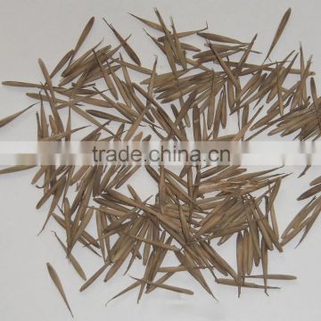 High Quality Moso Bamboo Seeds For Sowing High Economic Value