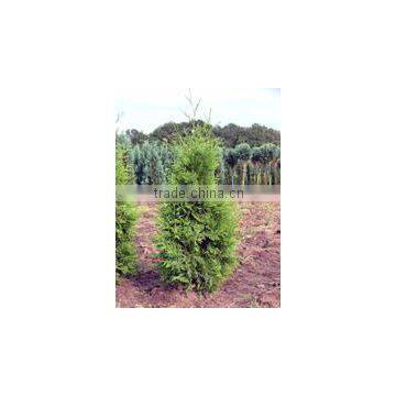 thuja brabant occidentalis all sizes