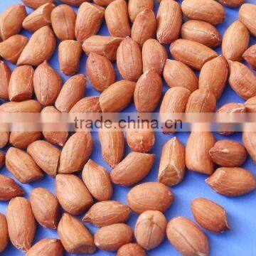 BEST QUALITY RED INDIAN BOLD GROUNDNUT KERNEL 60/70