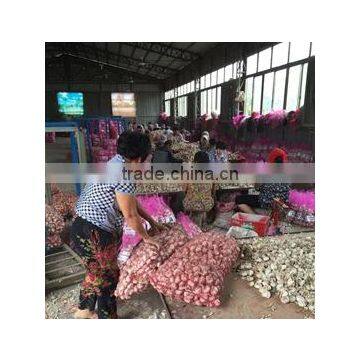 Spice Vegetable of Chinese Garlic Grade A for Export