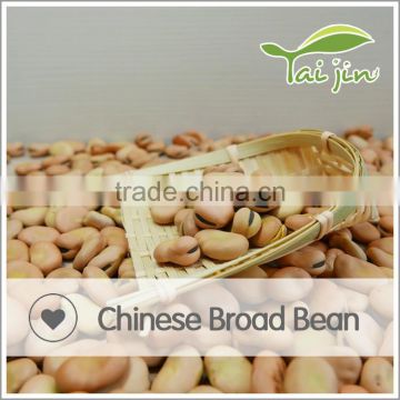 Halal Approved Competitive Broad Bean