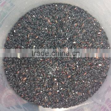 Black Rice of Nepal/Organic black Rice of Nepal/Healthy black Rice