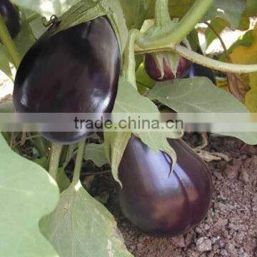 Vegetable Seeds photo-6