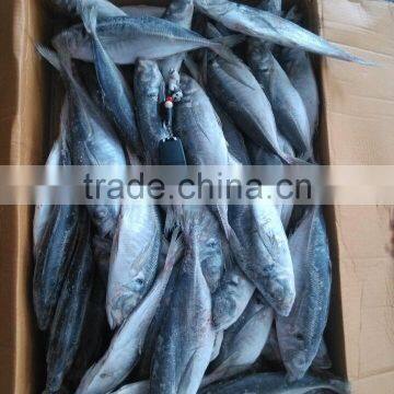 Land Frozen Horse Mackerel Frozen 20 25 cm + photo-2
