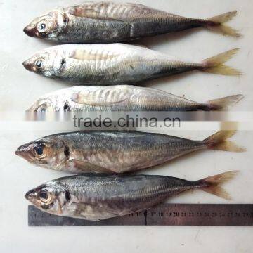 Frozen Fresh W/R Horse Mackerel photo-4