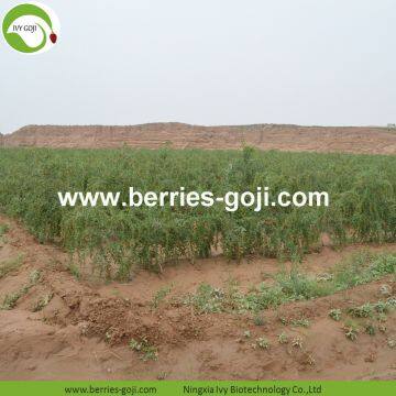 Factory Supply Dried Ningxia Goji photo-3