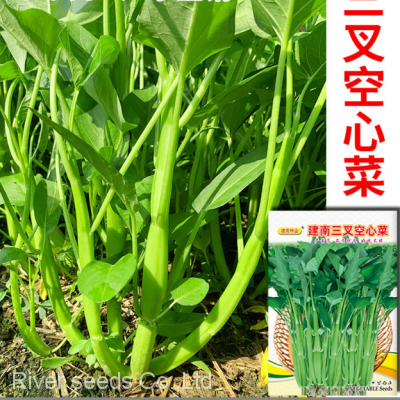 6g Buy Hybrid Asian Green Leaf Vegetable Water Spinach Seeds Ipomoea Aquatica Seeds photo-2