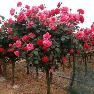 the Price of 5 - Centimeter Chinese Rose Flowers From Henan is Cheap. we Guarantee Survival and Free Shipping. photo-4
