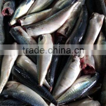 Mackerel(scomber Japonicus) HGT photo-3