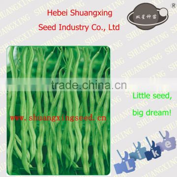 vegetable seeds of Chinese SX Kidney Bean Seeds No.1405