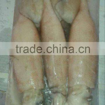 Whole Round Illex Squid photo-2