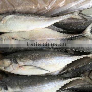 Frozen hardtail scad 4-6pcs/kg