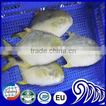 Halal Frozen Meat Gold Pomfret