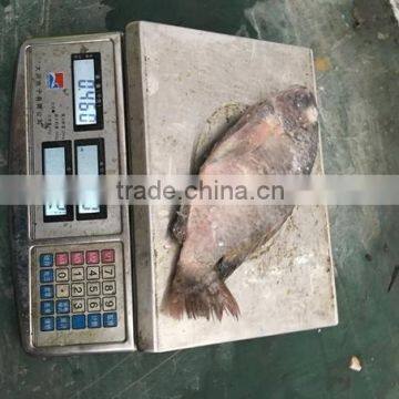 Frozen Black Tilapia For Sale/Chopa photo-2