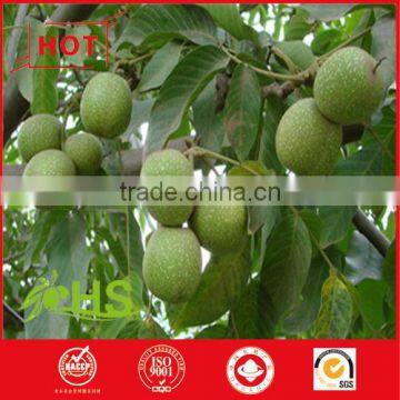 High Quality Quality Walnut and Walnut Kernel