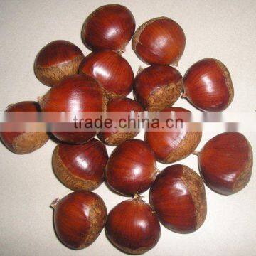 Fresh Chestnut