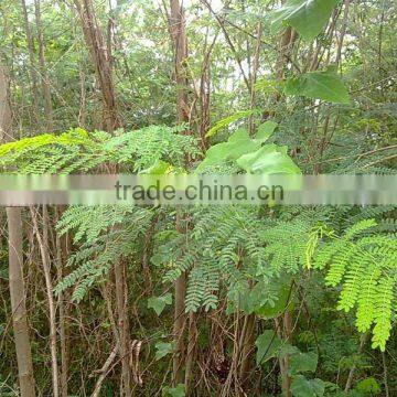 Acacia Leaf Meal