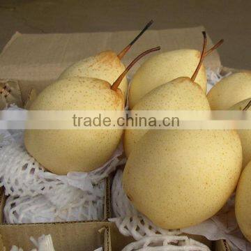 Fresh Pear Fruit Bulk Selling