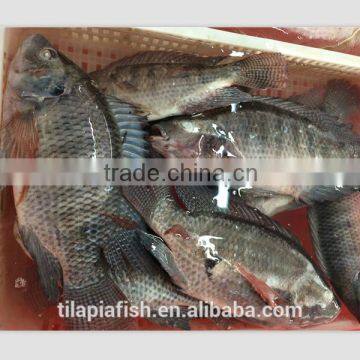 fresh tilapia-