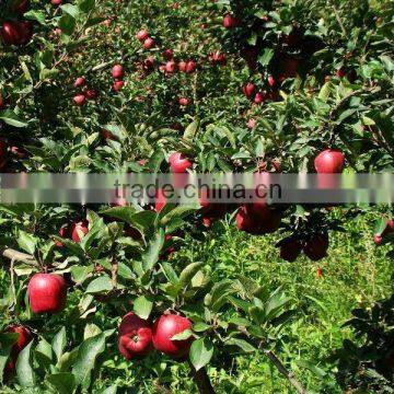 Chinese Fresh New Crop Red Delicious Apple Red Apple Huaniu Apple Apple Price Fresh Apple Fruit photo-6
