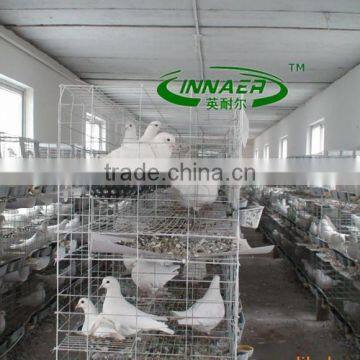 Qatar Poultry Farm Galvanized Wire Mesh Pigeon Cage