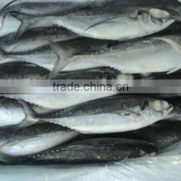 Fresh Frozen Horse Mackerel Fish From Alo Seafood Co., photo-3