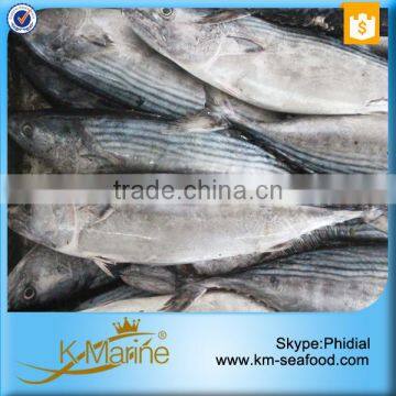 Seafood Fresh Frozen Sarda Fish For Delicious Canned Tuna photo-6