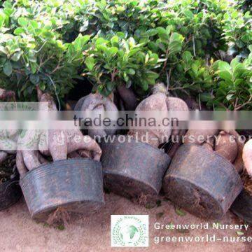 Ficus small indoor bonsai