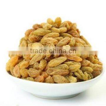 New crop of dried green raisin hot sale