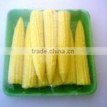 Young corn / Baby corn