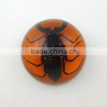 2016 new latest design wholesale fancy paperweight with real insect