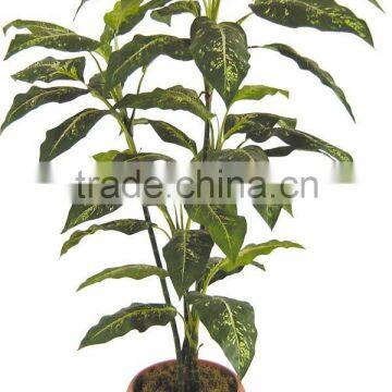 Dieffenbachia