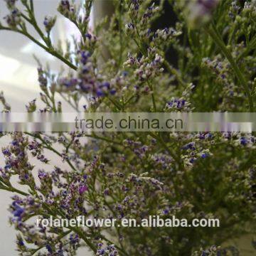 china wholesale cut flowers fresh cut Limonium for decoration