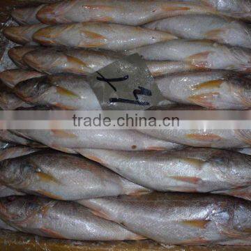 FROZEN SILVER CROAKER, T.T CROAKER, YELLOW CROAKER FISH