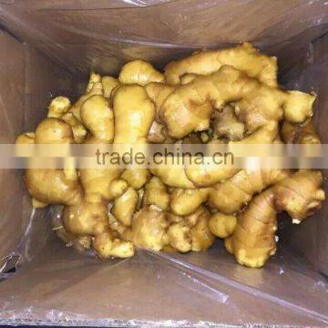 Supply Chinese Fresh Ginger With Good Quality for Sale