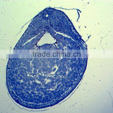 Chick Embryo Prepared Slides photo-5