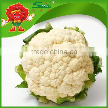 Organic Green Vegetables Fresh Cauliflower From Yunnan