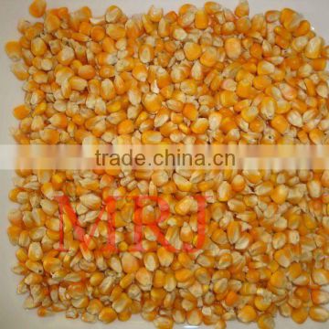 YELLOW MAIZE FOR POULTRY FEED