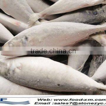 Chinese export seafood frozen horse mackerel