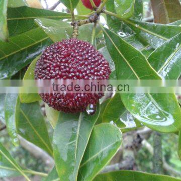 Chinese High Quality Fresh Arbutus