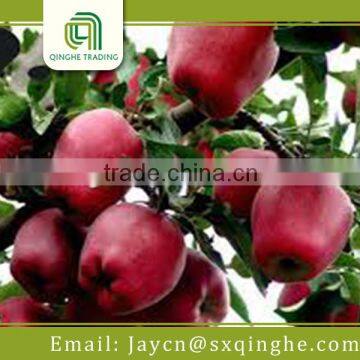 chinese fresh Huaniu apple wholesale fruit price